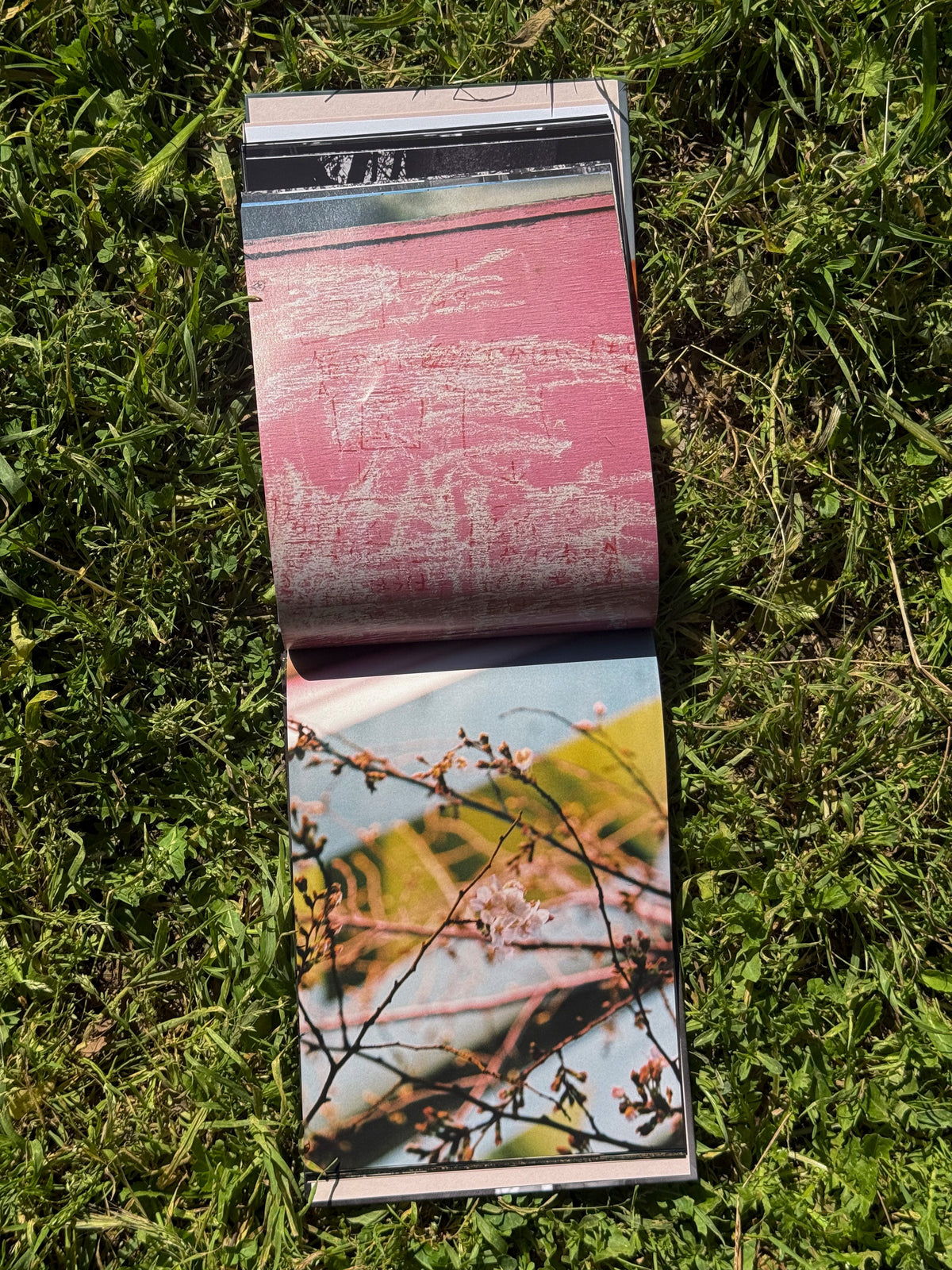 CHERRY BLOSSOM, DON'T CRY - Alba Yruela Book