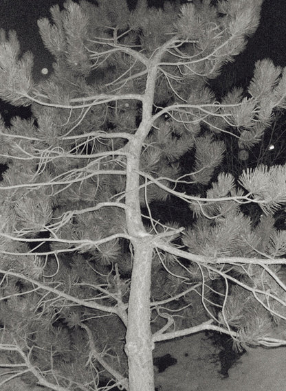 THE PLANT MAGAZINE - Issue 23