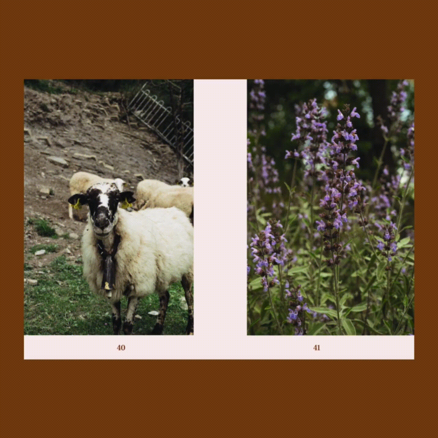 ENTANGLED LANSCAPES. VOL 2 CATALUNYA - Print Magazine